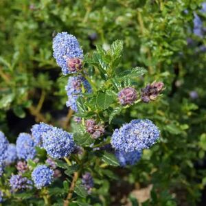 Ceanothus 'Blue Mound' ---